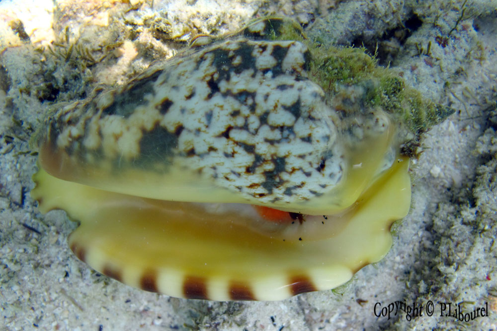 Strombus lentiginosus