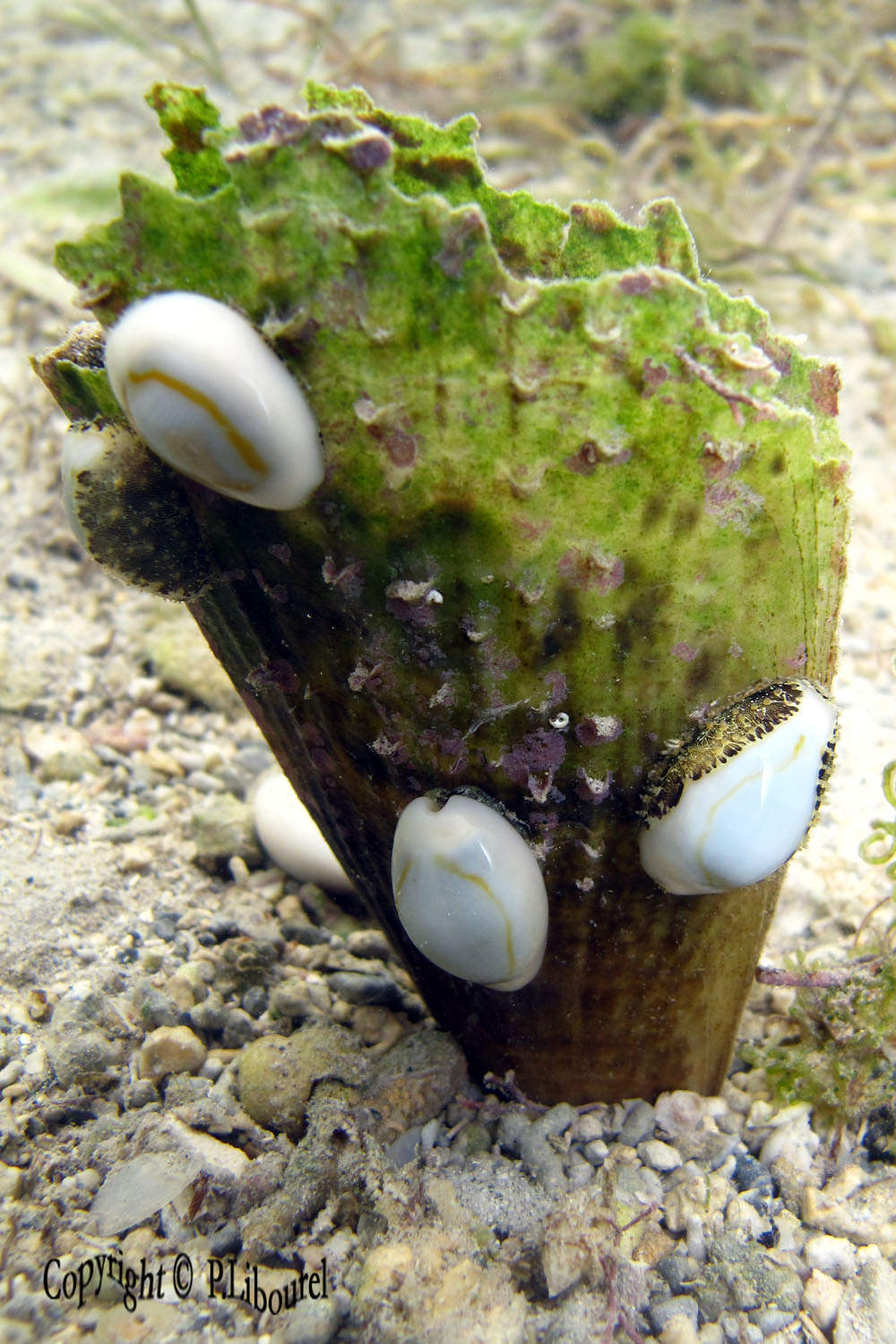 Pinna muricata