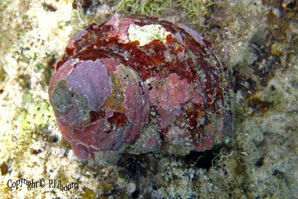 Turbo setosus