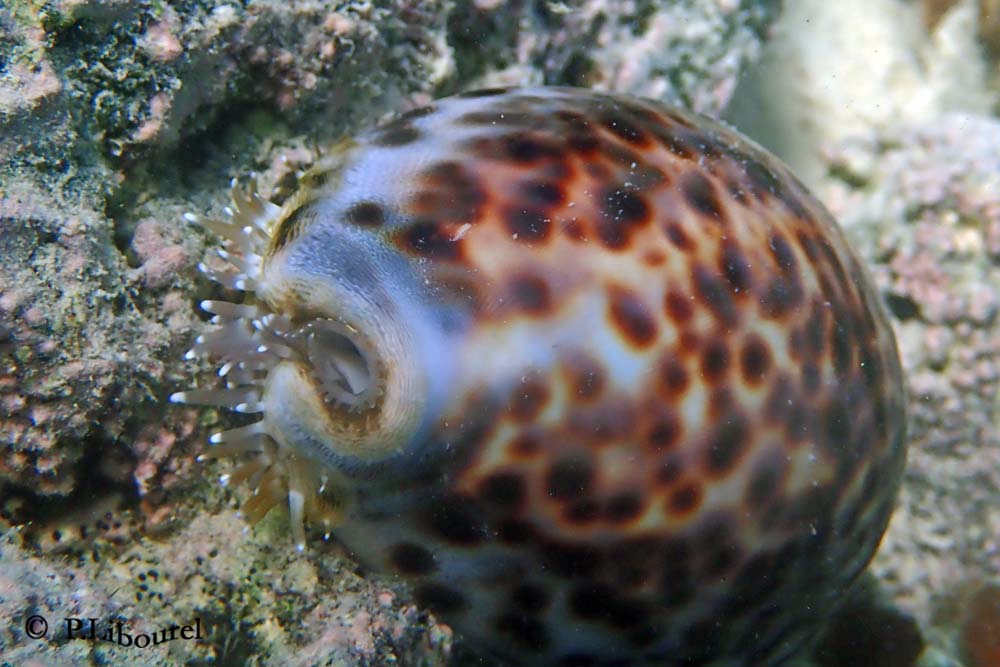 Cypraea tigris