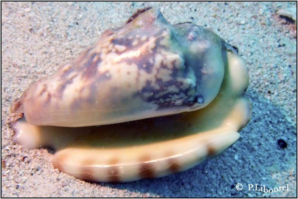 Strombus lentiginosus