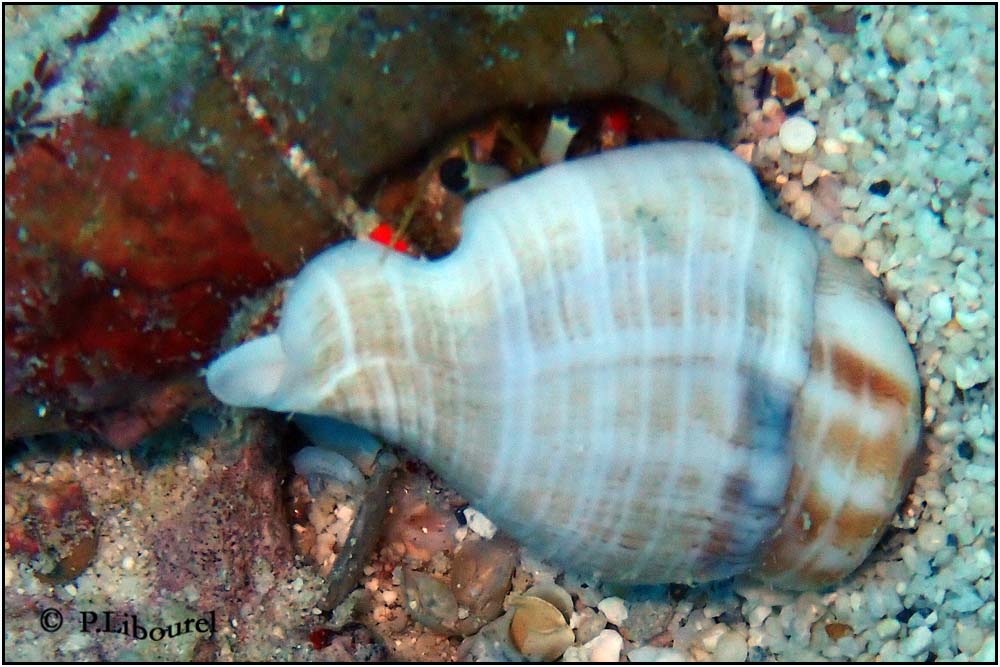 Strombus gibberelus 