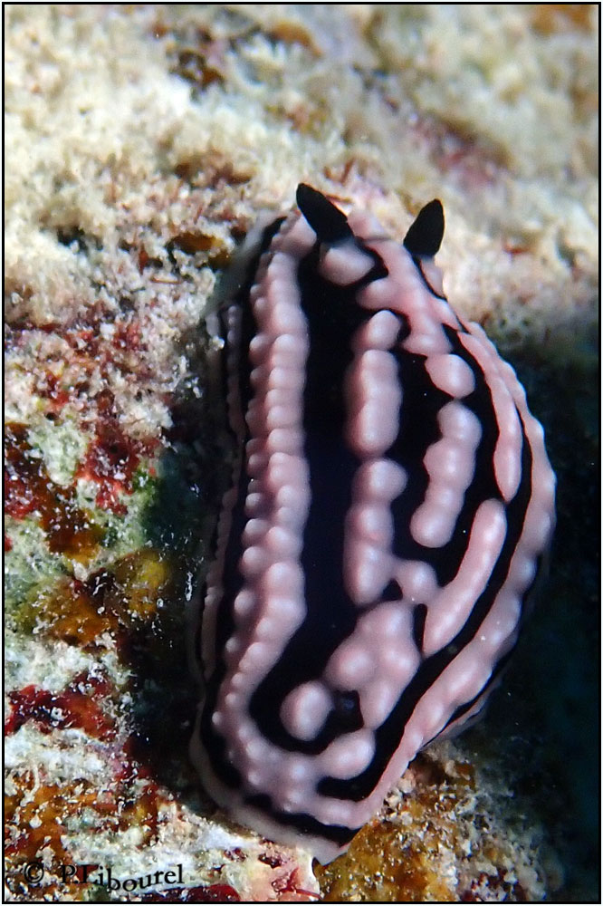 Phyllidiella meandrina