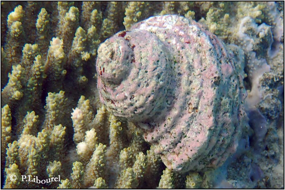 Turbo setosus
