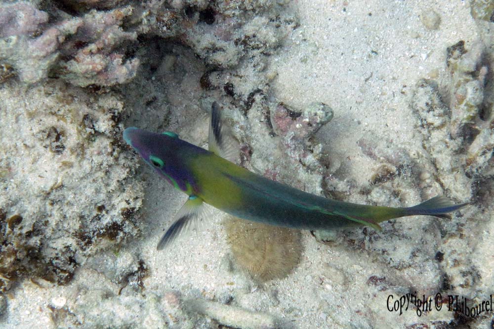 Thalassoma lunare
