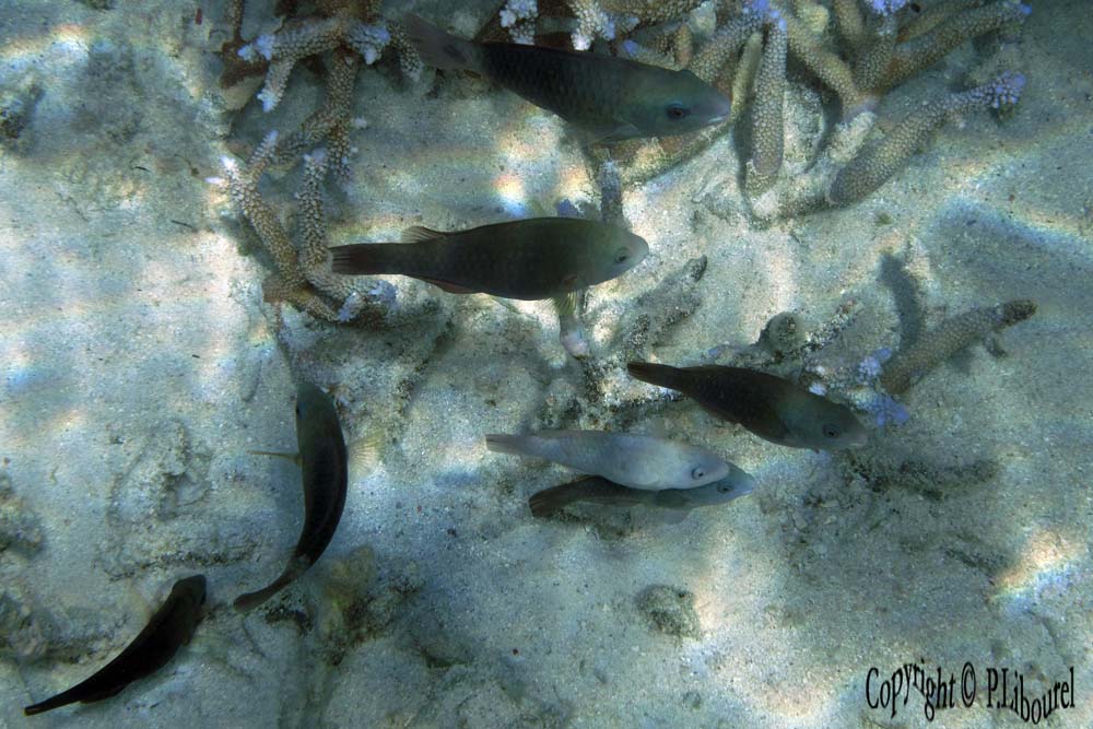 Scarus psittacus