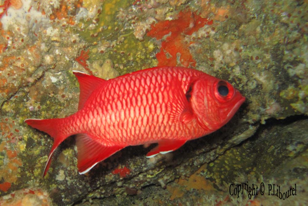 Myripristis sp.