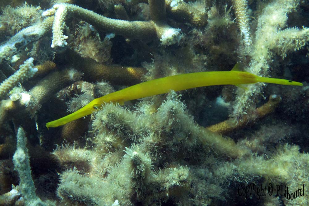 Aulostomus chinensis