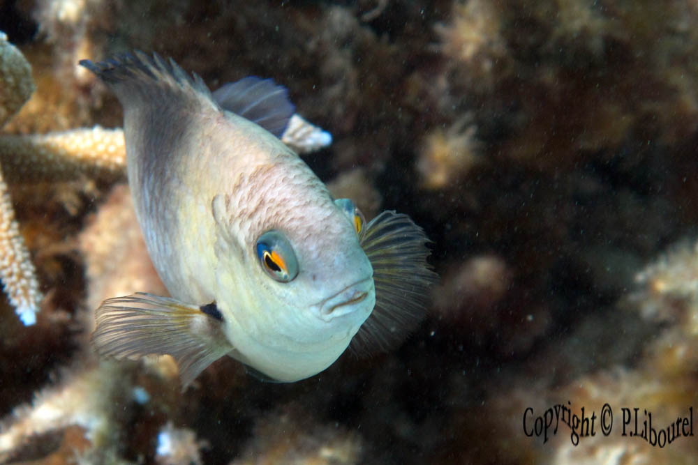 Stegastes nigricans