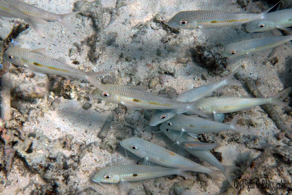 Mulloidichthys flavolineatus