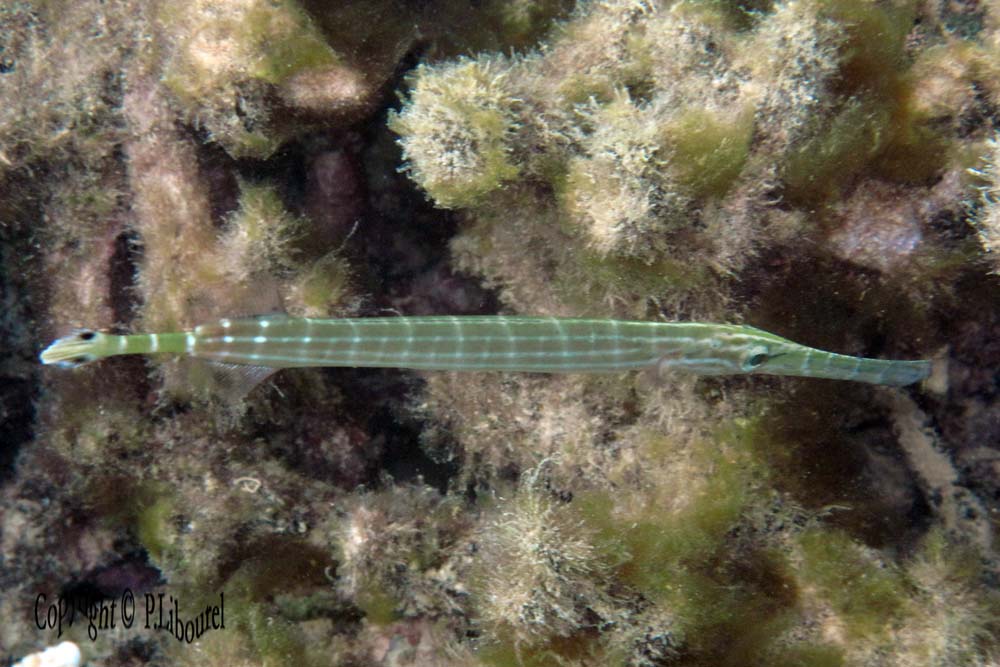 Aulostomus chinensis