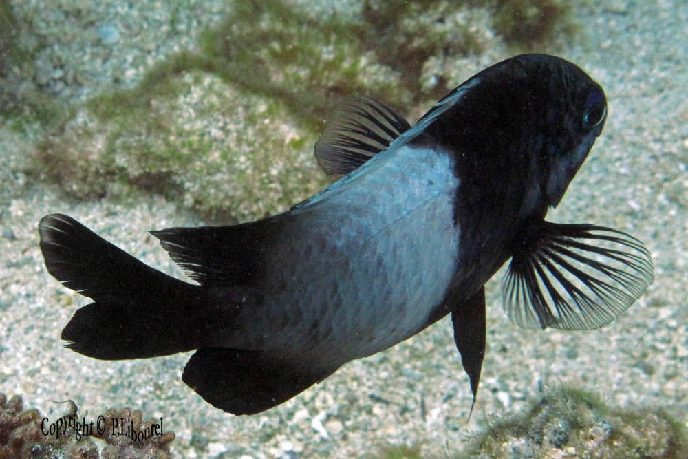 Stegastes nigricans