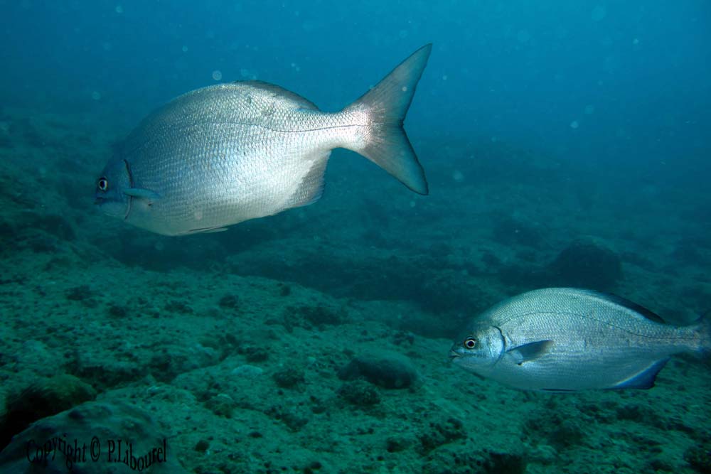 Kyphosus cinarescens