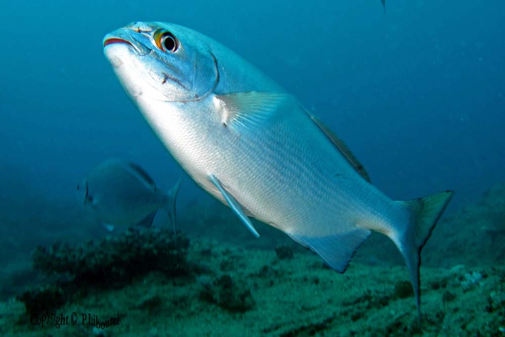 Kyphosus cinarescens
