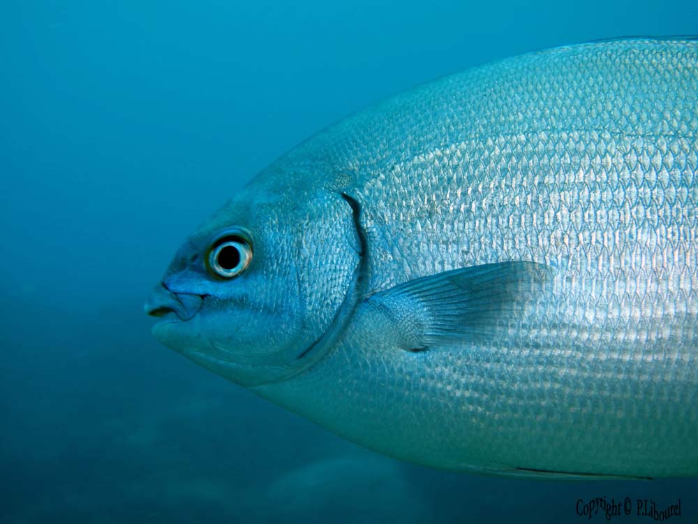 Kyphosus cinarescens