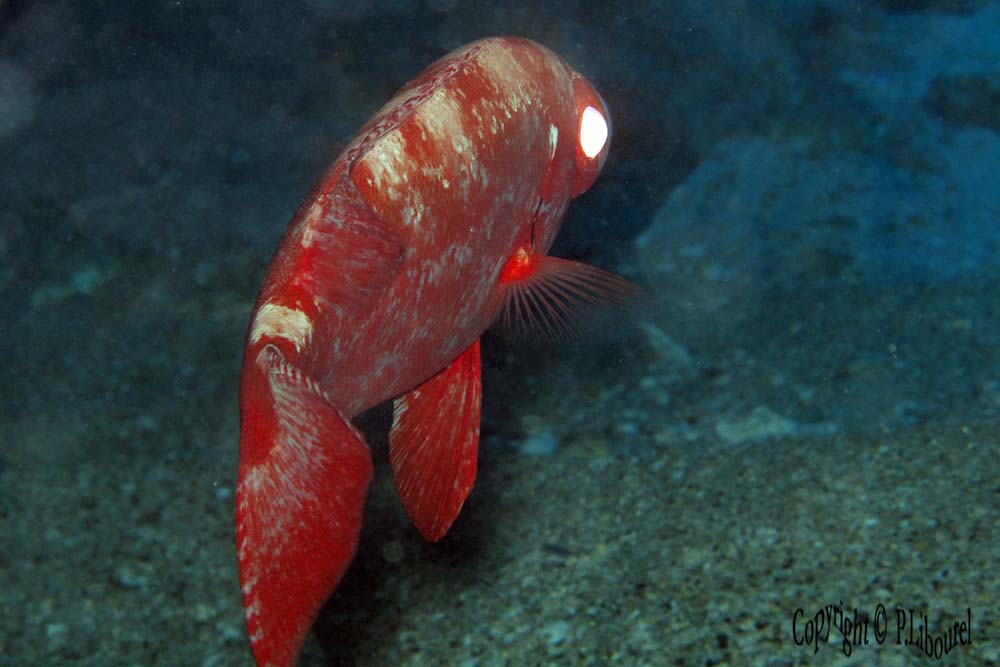 Heteropriacanthus cruentatus