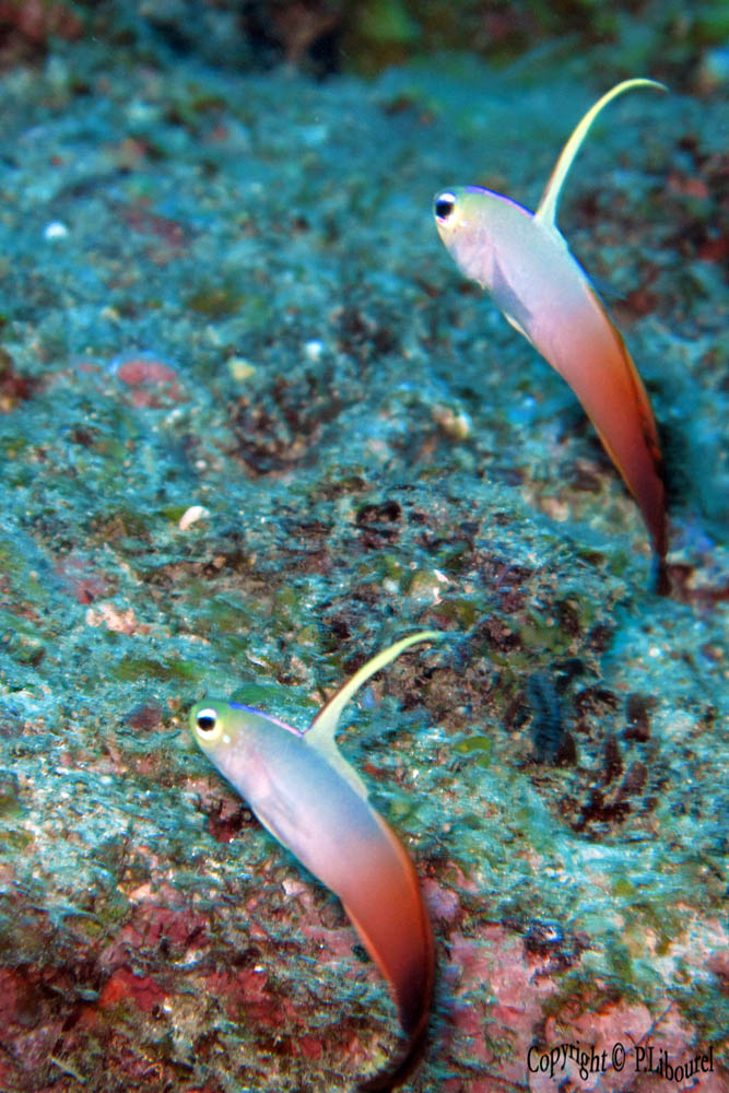 Nemateleotris magnifica