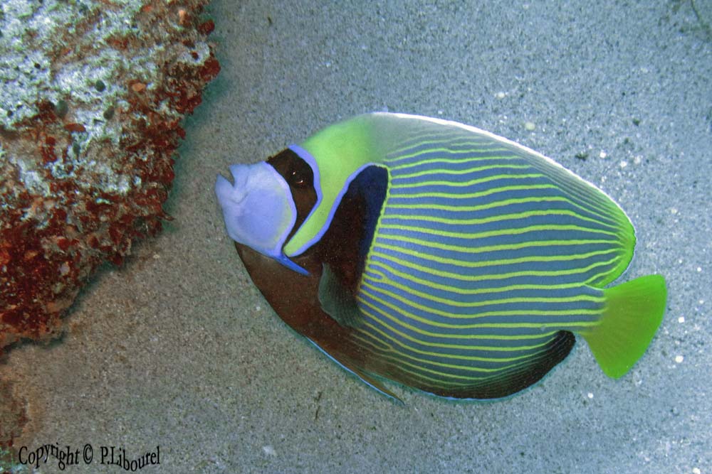 Pomacanthus imperator
