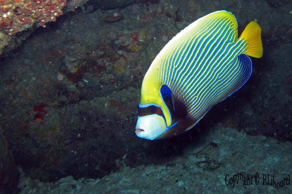 Pomacanthus imperator
