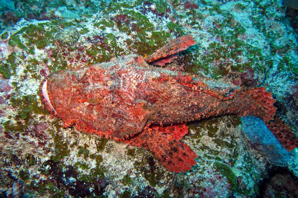 Scorpaenopsis oxycephala