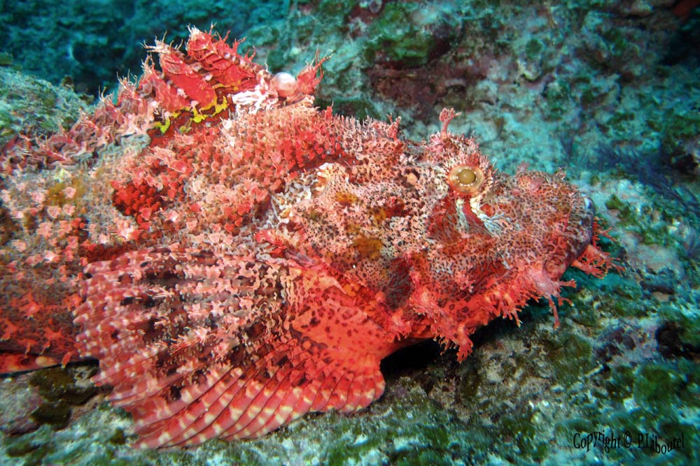 Scorpaenopsis oxycephala