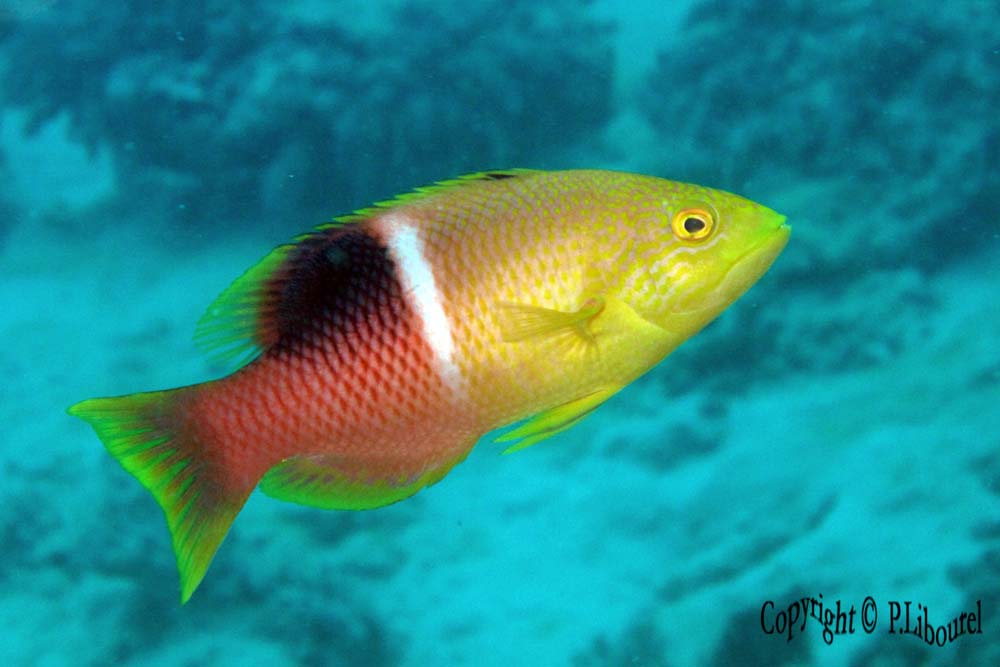 Bodianus perditio