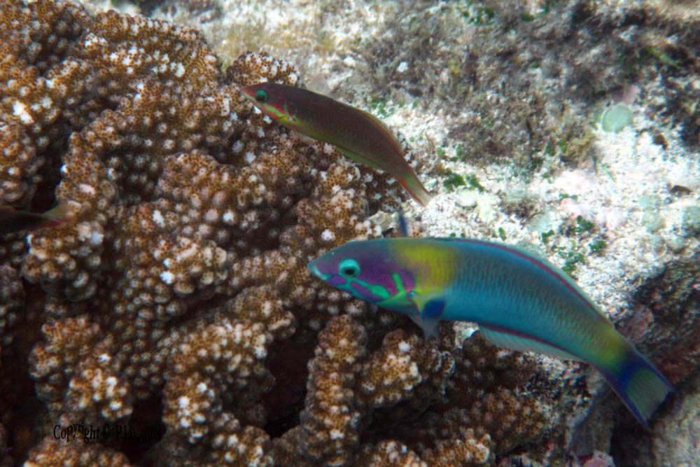 Thalassoma lunare