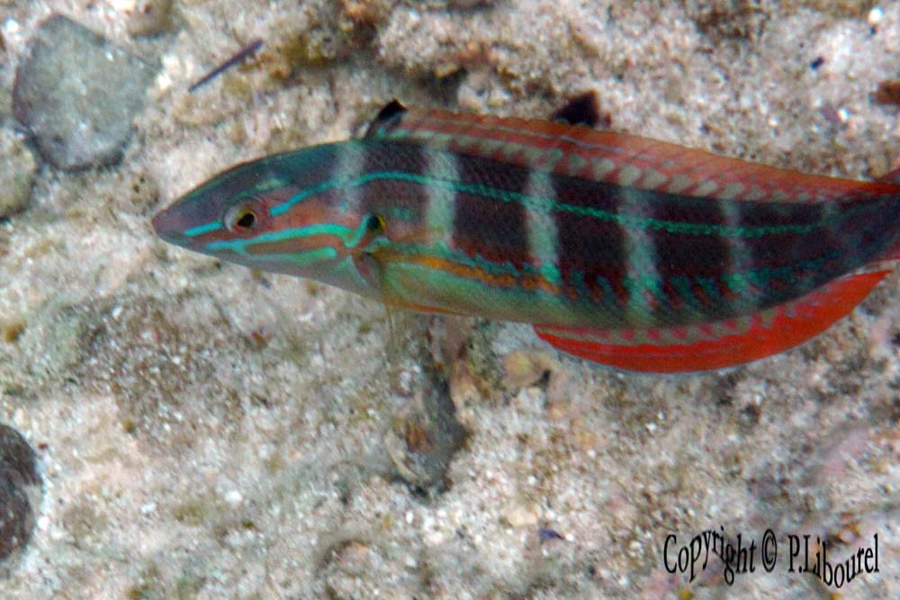 Coris caudimacula