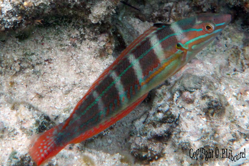 Coris caudimacula
