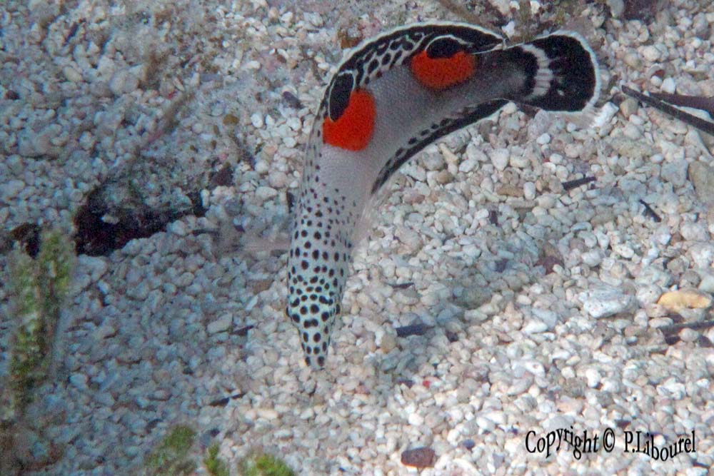 Coris aygula