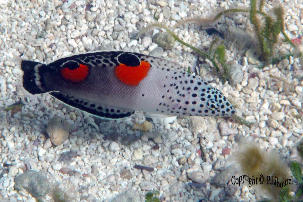 Coris aygula