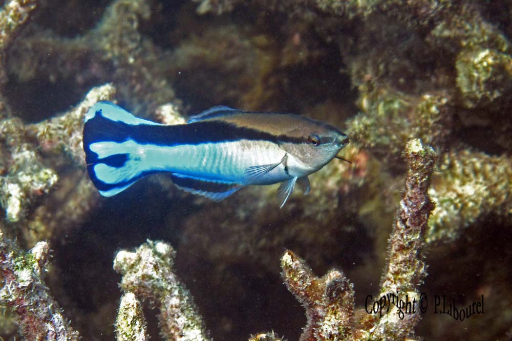 Labroides dimidiatus