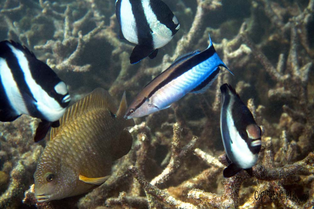 Labroides dimidiatus