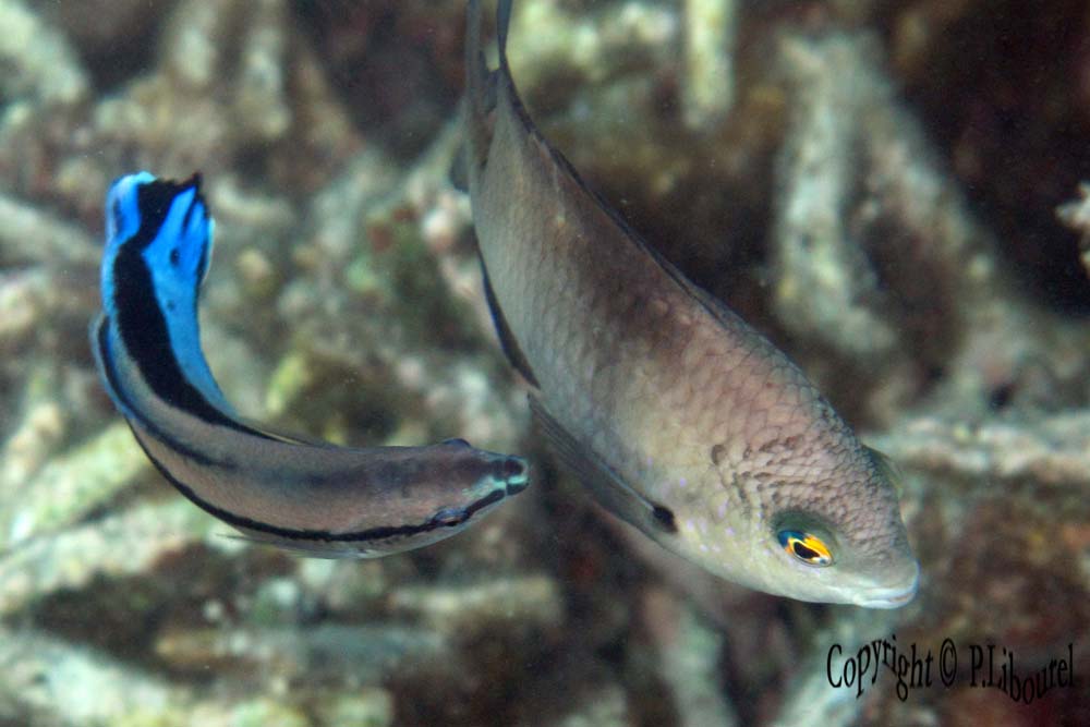 Labroides dimidiatus