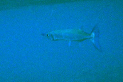 Sphyraena barracuda