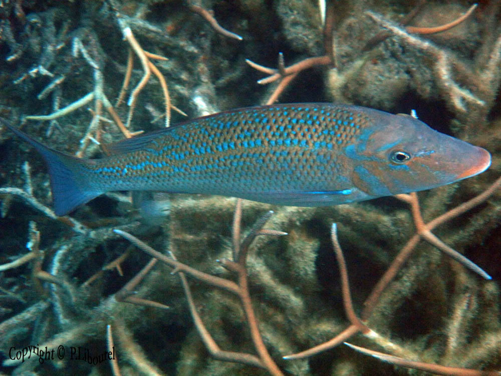 Lethrinus nebulosus