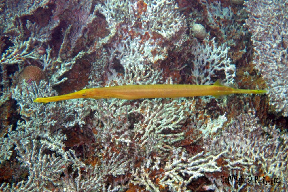 Aulostomus chinensis