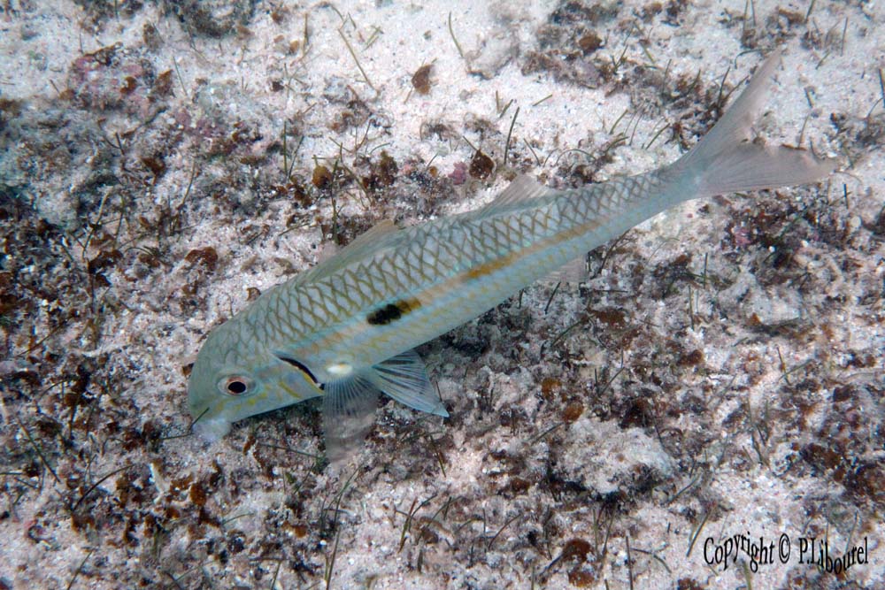 Mulloidichthys flavolineatus
