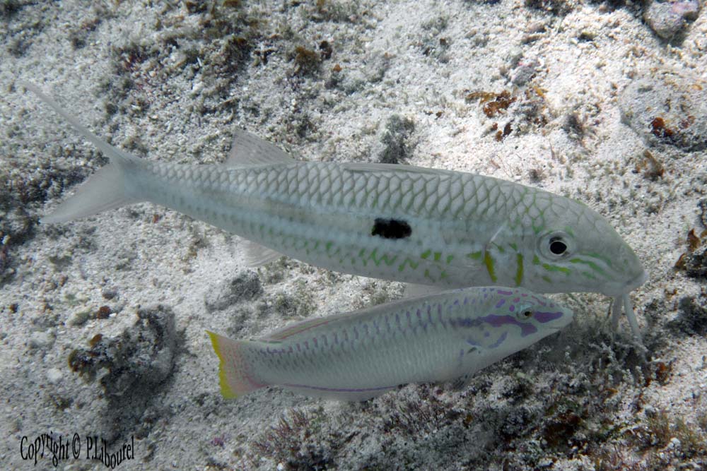 Mulloidichthys flavolineatus