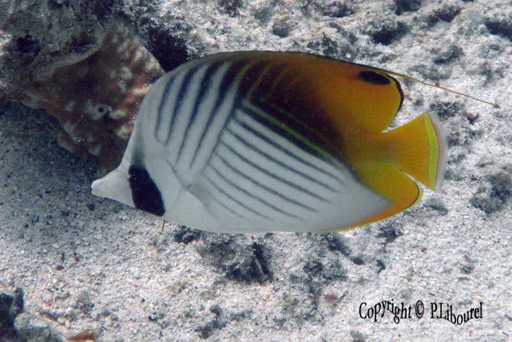 Chaetodon auriga