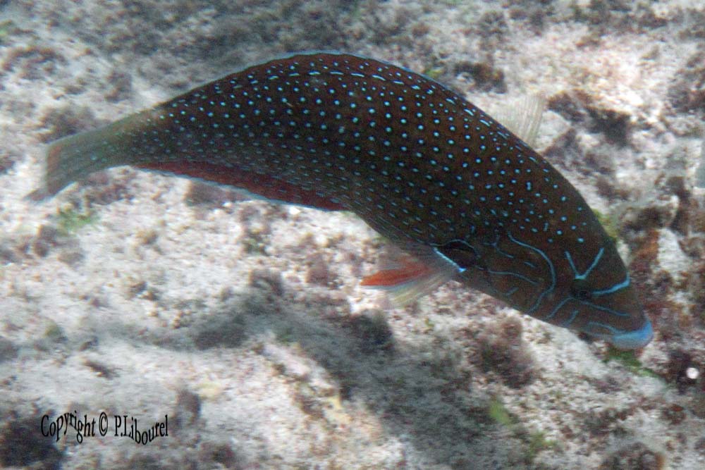 Anampses caeruleopunctatus