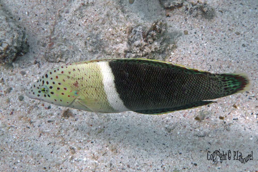 Coris aygula