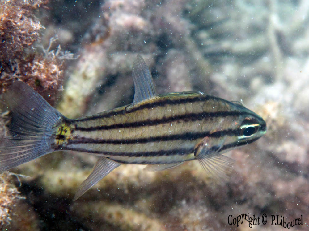 Cheilodipterus quinquelineatus