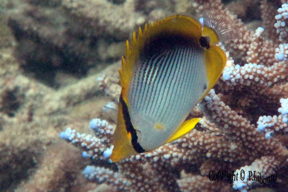 Chaetodon melanotus