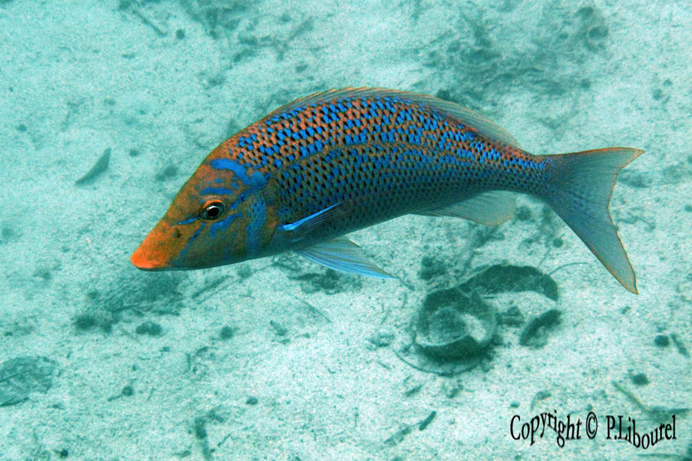 Lethrinus nebulosus