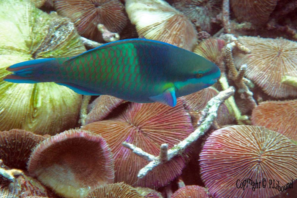 Scarus rubroviolaceus