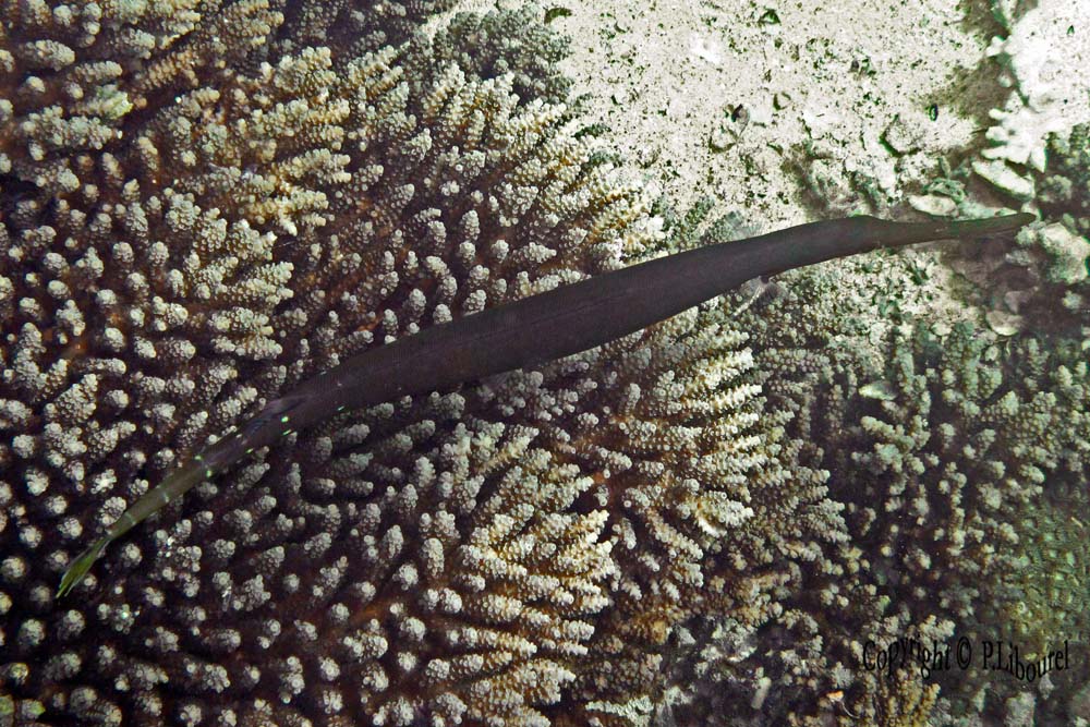 Aulostomus chinensis