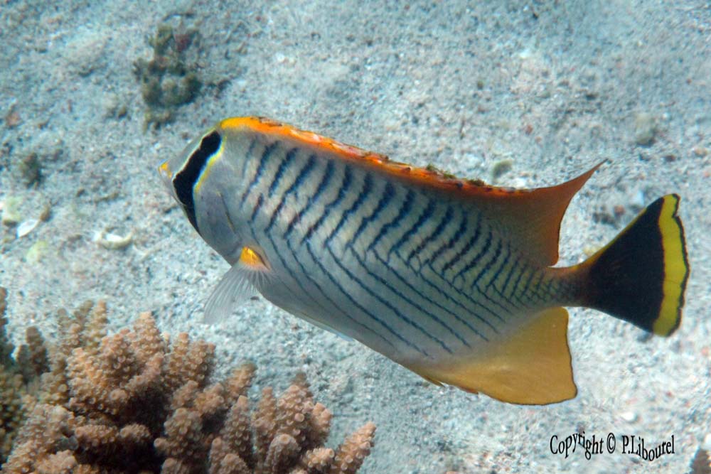 Chaetodon trifascialis