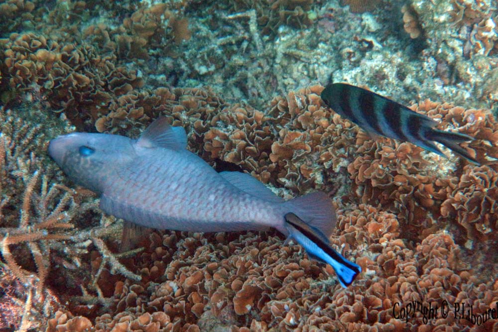 Labroides dimidiatus