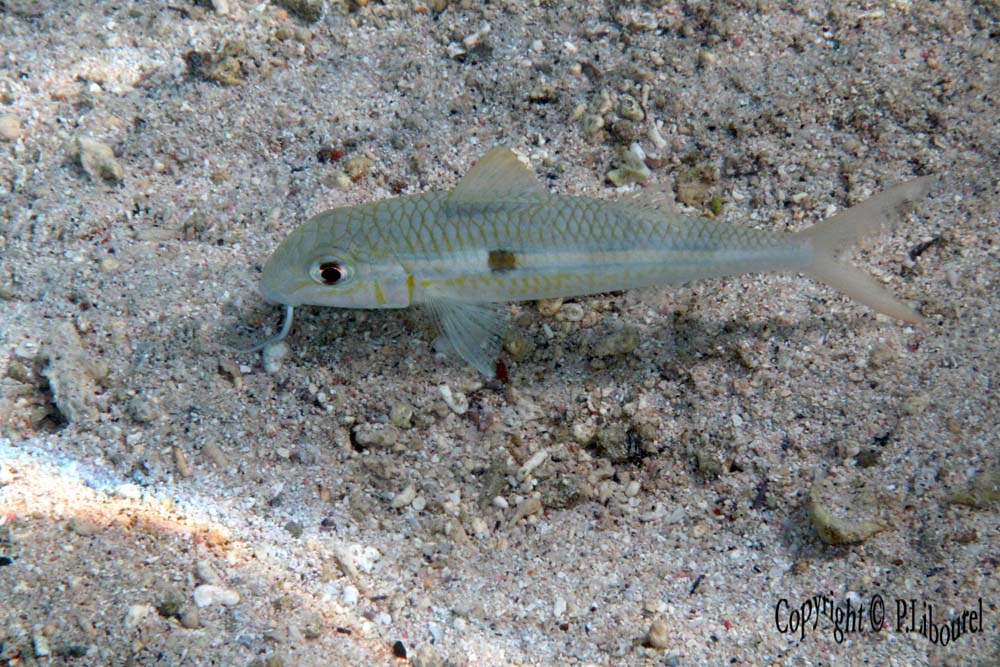 Mulloidichthys flavolineatus